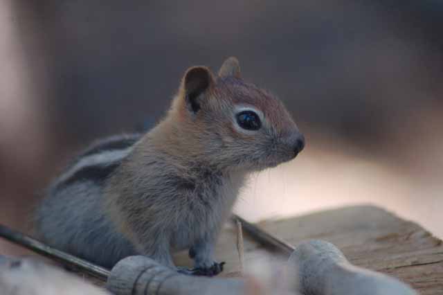 chipmunk